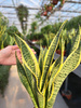 SANSEVIERIA LAURENTII P14