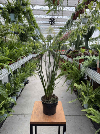 CYPERUS HASPAN P13