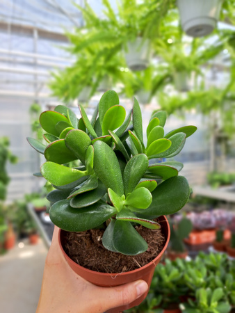 CRASSULA OVATA P12