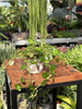 PILEA DEPRESSA P6