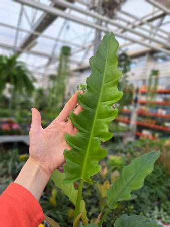 PHILODENDRON NARROW P13