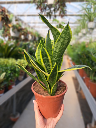 SANSEVERIA FUTURA SUPERBA P14