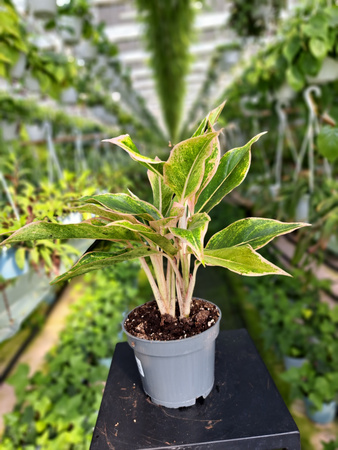 AGLAONEMA LIPSTICK PINK P12