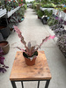 CRYPTANTHUS RUBIN STAR P9