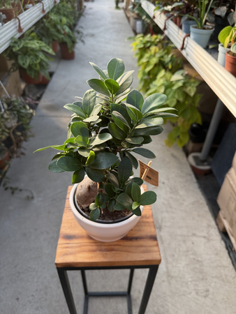 FICUS MICROCORPA GINSENG P16