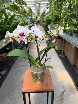 PHALENOPSIS MULTIFLORATYPES FLORICANE SAFE HAVEN P12