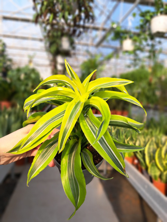 DRACENA LEMON SURPRISE P12