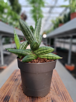 SANSEVIERIA CYLINDRICA INTI P12