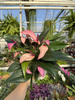ANTHURIUM ZIZOU P12
