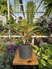 AGLAONEMA EYECATCHER P12