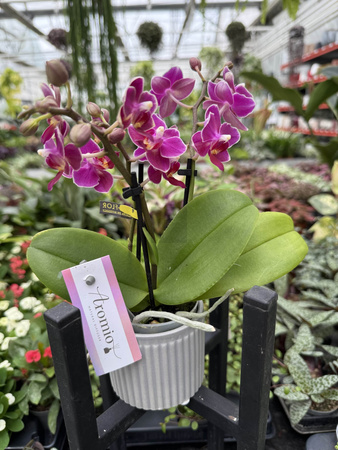 PHALENOPSIS AROMIO FRUITY MINI P7 PROMOCJA