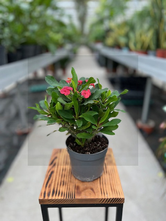 EUPHORBIA VULCANUS P13