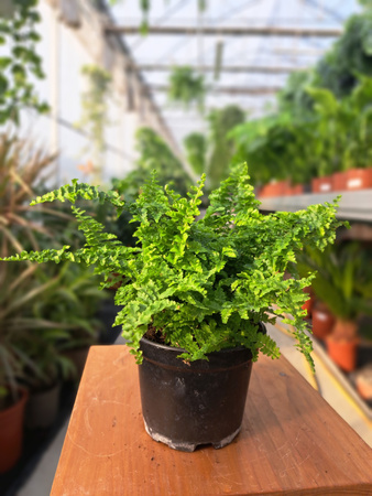 PAPROĆ MINI FLUFFY RUFFLES P10