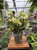 PHALENOPSIS YELLOW SENSATION P12