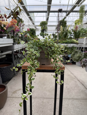 FICUS SAGITTATA BIAŁY P12