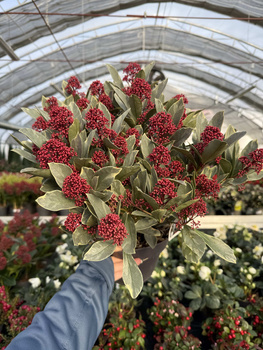 SKIMMIA PEROSA P19