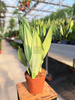 SANSEVIERIA MOONSHINE P14