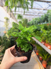 PAPROĆ PTERIS FAUREI P9