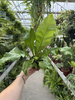 PAPROĆ ASPLENIUM NIDUS P12