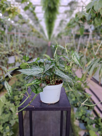 MONSTERA SILTEPECANA P12