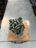 OPUNTIA P12