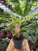 AGLAONEMA LIPSTICK PINK P12