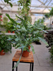 PAPROĆ PHLEBODIUM AUREUM BLUE STAR P14