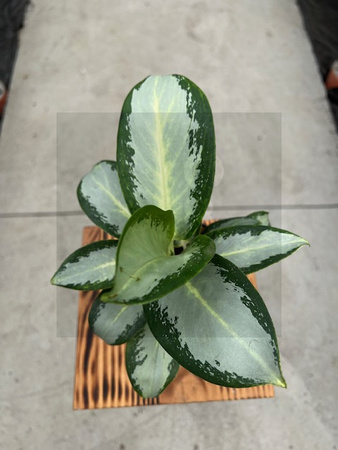 AGLAONEMA SILVER BLUE P12
