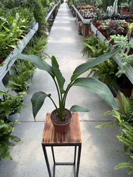 STRELITZIA REGINAE P12