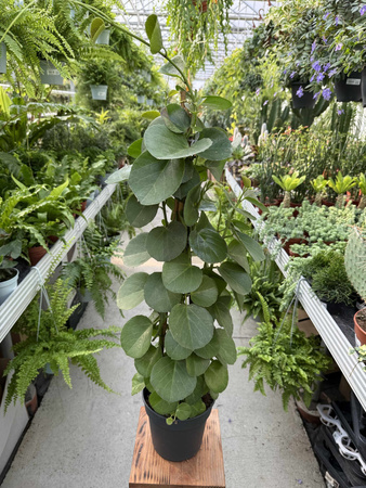 CISSUS ROTUNDIFOLIA P17