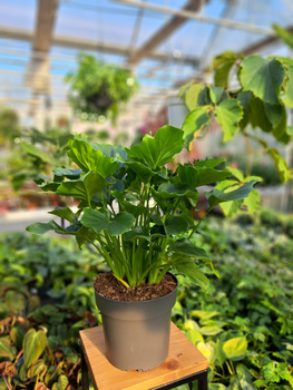 PHILODENDRON GRIZZLY P17