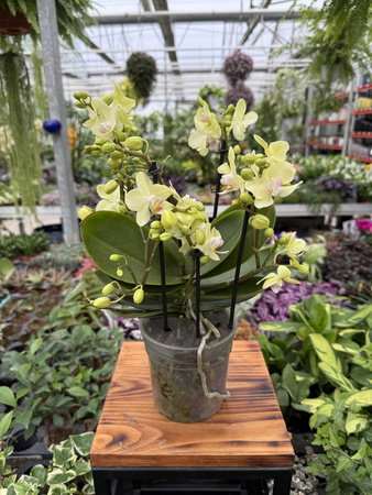 PHALENOPSIS YELLOW SENSATION P12