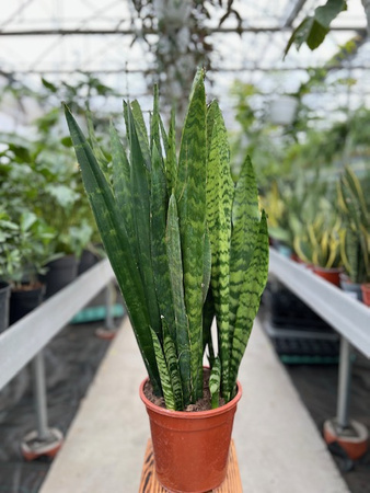 SANSEVIERIA BLACK CORAL P21