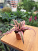 SKRYTOKWIAT - CRYPTANTHUS P6
