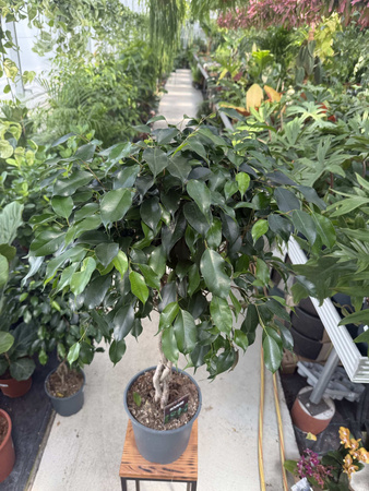 FICUS BENJAMINA DANIELLE  NA PNIU P21