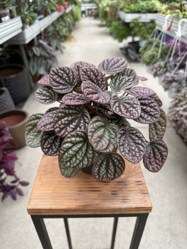 PEPEROMIA LUCINDA P12