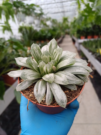 HAWORTHIA CYMBIFORMIS P10,5