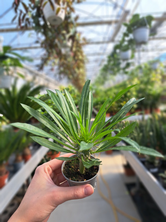 PACHYPODIUM LAMEREI  - PALMA MADAGASKARU P6