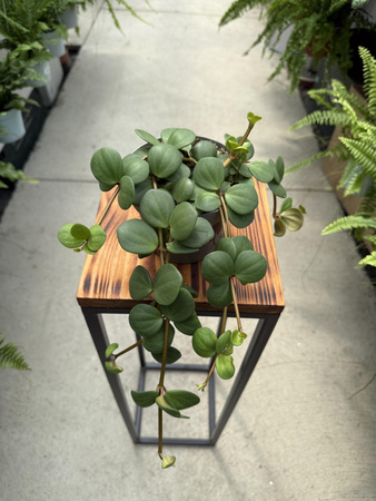 PEPEROMIA HOPE P12