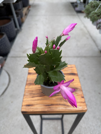 ZYGOKAKTUS RÓŻOWY P9