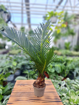 CYCAS P6