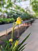 ANIGOZANTHOS - KANGURZA ŁAPA ŻÓŁTA