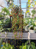 PEPEROMIA PAPPERSPOT  P11