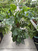 MONSTERA DELICIOSA NA PALU P24