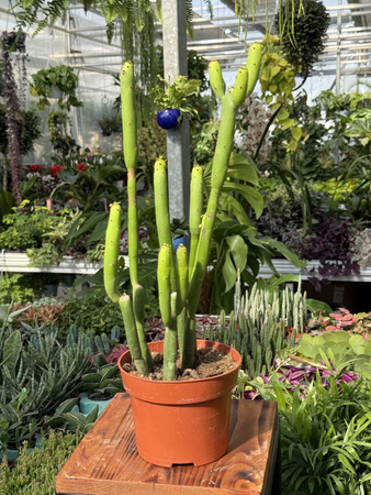 EUPHORBIA CEDORUM P13