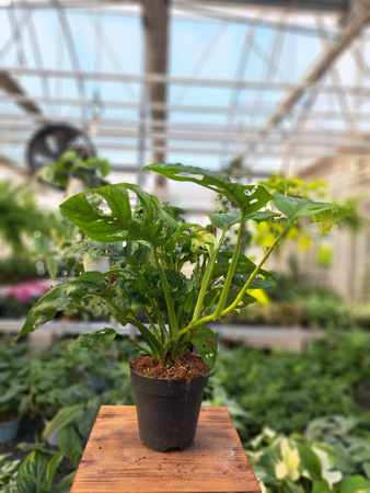 MONSTERA ADANSONII P12