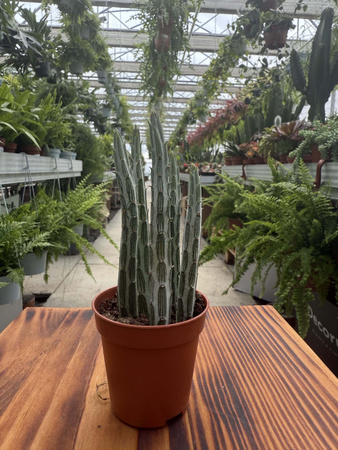 SENECIO STAPELIFORMIS P5,5