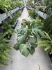 MONSTERA DELICIOSA P19