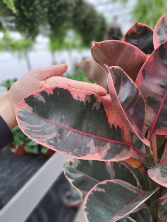 FICUS ELASTICA BELIZE P27