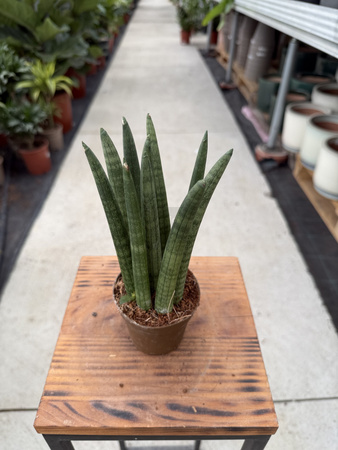 SANSEVIERIA CYLINDRICA STRAIGHT P9